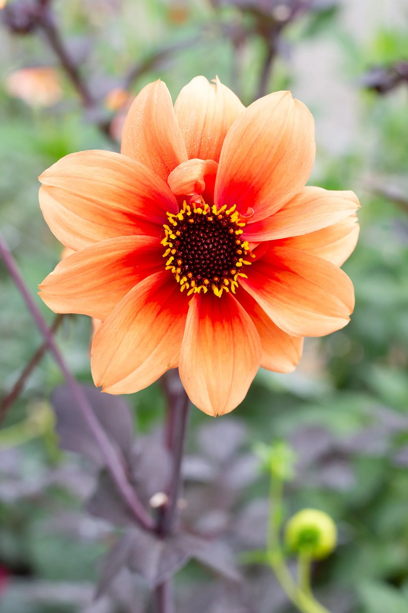 Dahlia : Sandia Bliss — ciderpress lane